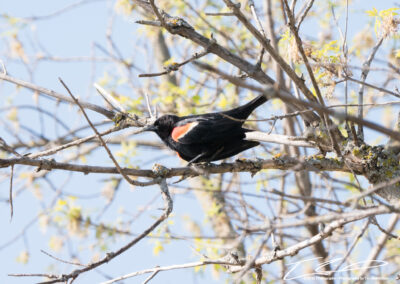 Red-winged blackbird